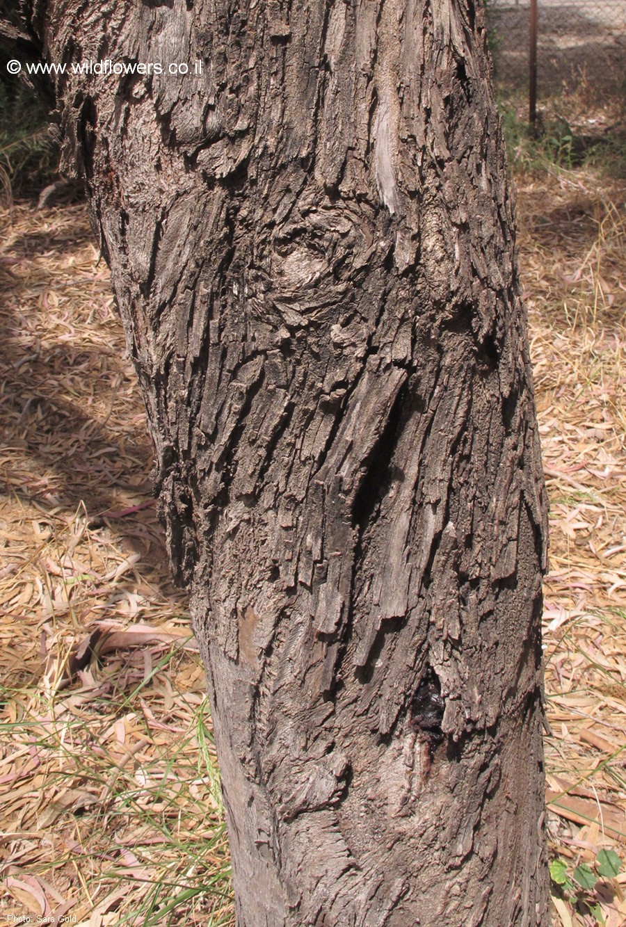 Eucalyptus odorata